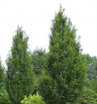 Carpinus betulus FASTIGIATA