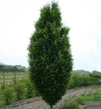 Habr obecn FASTIGIATA 100-120 cm, kont. 2 l