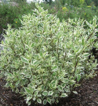 Sv�da b�l� �IVORY HALLO�� 10-15 cm, kont. 1 l