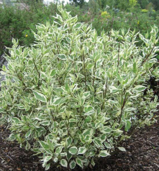 Sv�da b�l� �IVORY HALLO�� 10-15 cm, kont. 1 l