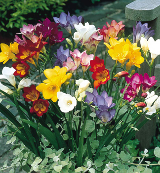 Cibule - Fr�zie �SINGLE MIXED�, 15 ks v balen�