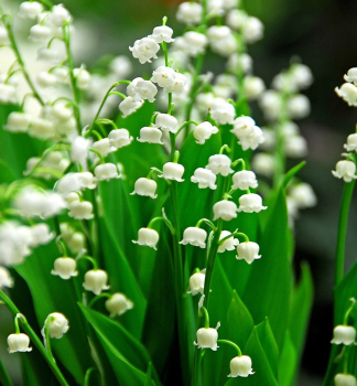 Cibule - Konvalinka vonn�, 5 ks v balen�