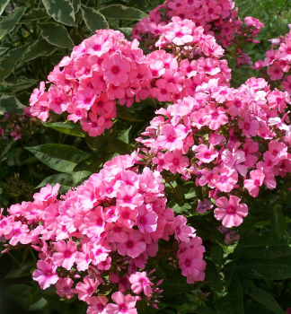 Flox latnat FLAME LIGHT PINK , kont 0,5 l