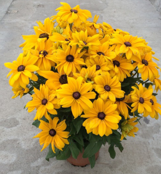 Tapatka SUNBECKIA PAULINA kont. 0,5 l