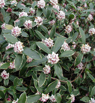 Lkovec voav (Daphne) 'AUREOMARGINATA' 20-30 cm, kont. 2 l