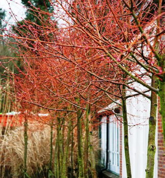 Lpa malolist 'WINTER ORANGE' 200-220 cm, kont. 20 l