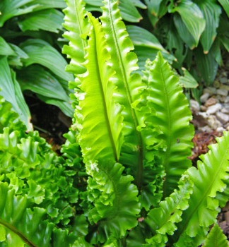 Jelen jazyk 'ANGUSTIFOLIA' 20-30 cm, kont. 1,7 l