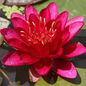 Leknn 'BURGUNDY PRINCESS', kont. 1 l