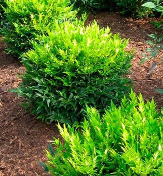 Nandina domc LEMON LIME 20-30 cm, kont. 2 l