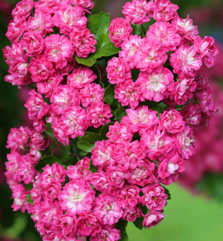 Hloh obecn PAULS SCARLET 70-80 cm, kont. 4 l