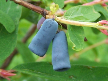 Obrzok (2)