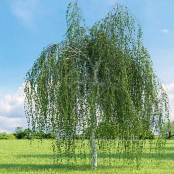 B��za himal�jsk� �LONG TRUNK� km�nek 180 cm, kont. 15 l