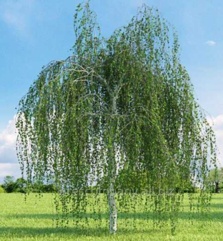 B��za himal�jsk� �LONG TRUNK� km�nek 180 cm, kont. 15 l