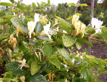 Lonicera japonica AUREORETICULATA detail listov a kvetov