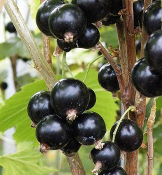 Ryb�z ke�ov� 'BEN SAREK' 30-40 cm, kont. 2 l