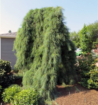 Borovice vejmutovka PENDULA 40-50 cm, kont. 7,5 l