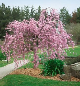 Okrasn vie 'PENDULA' na kmnku 160 cm, kont. 12 l