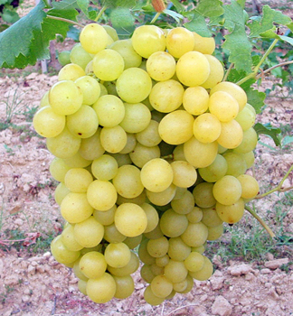 Rva vinn DELTA 50-60 cm, kont. 2 l, vyvzn