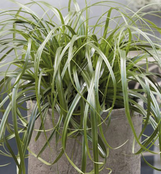 Ostice 'RIBBON FALLS', kont. 2 l