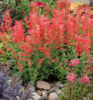 Agastache KUDOS RED kont. 0,5 l