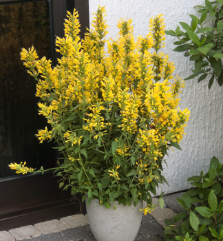 Agastache KUDOS YELLOW kont. 0,5 l