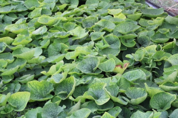 Obrzok (4)