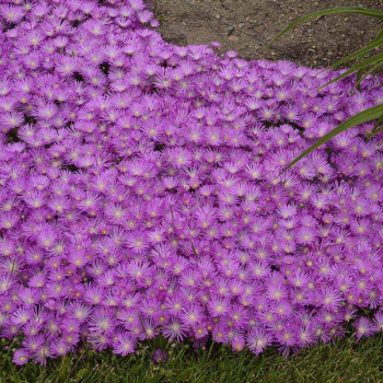 Kosmatec 'SUNDELLA LAVENDER' kont. 0,5 l