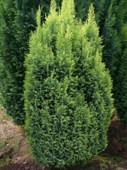 Chamaecyparis lawsoniana ELLWOODS GOLD