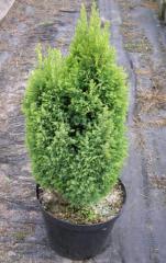 Chamaecyparis lawsoniana ELLWOODS GOLD v ndobe