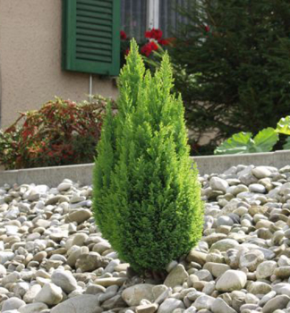 Cypiek Lawsonv ELLWOODS GOLD 40-50 cm, kont. 2 l