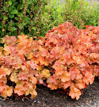Dluicha hybridn NORTHERN EXPOSURE AMBER, kont. 0,5 l
