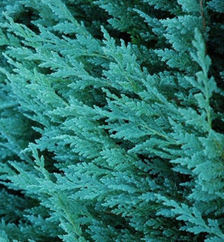Juniperus horizontalis ´BLUE CHIP´ detail ihličia