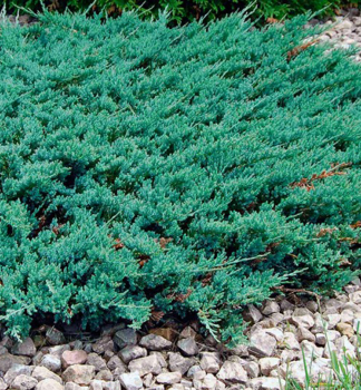 Juniperus horizontalis ´BLUE CHIP´modrozelený súvislý koberec