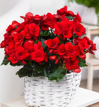 Begnie hybridn BALADIN, kont. 1 l