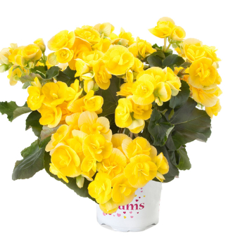 Begnie hybridn NADINE, kont. 1 l