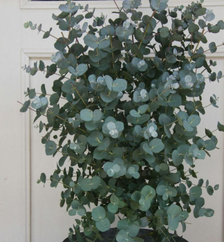 Blahovink (Eukalyptus) BABY BLUE, 20-30 cm, kont. 1,5 l