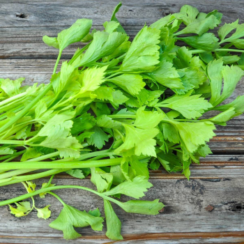 Celer naťová ´AMSTERDAM´ 10-15 cm, kont. 0,3 l