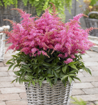 echrava hybridn RASPBERRY kont. 1 l
