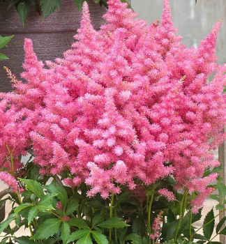 echrava hybridn RASPBERRY kont. 1,5 l
