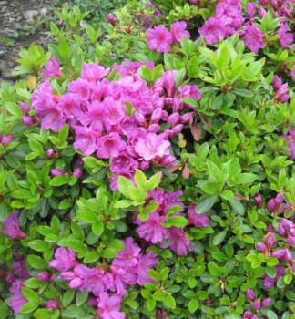 Azalea japonica GEISCHA PURPLE