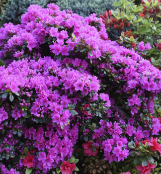 Azalka japonsk GEISHA PURPLE 20-30 cm, kont.  4 l