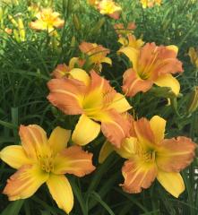 Denivka EVERYDAYLILY PUNCH YELLOW kont. 1 l
