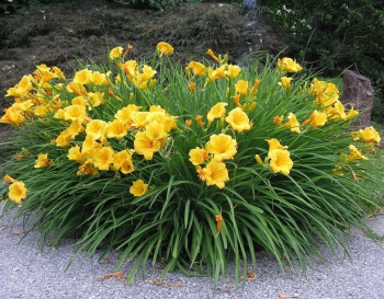 Obrzok (2)