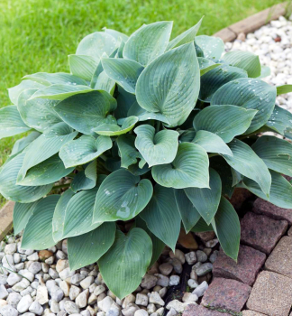 Hosta (Bohyka) BLUE CADET kont. 1 l