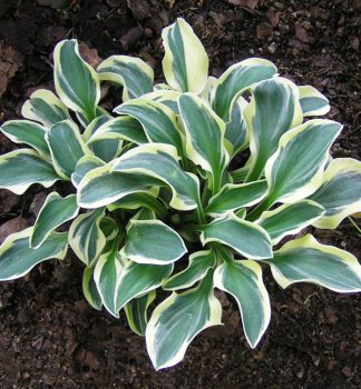 Hosta (Bohyka) FUNNY MOUSE kont. 1 l