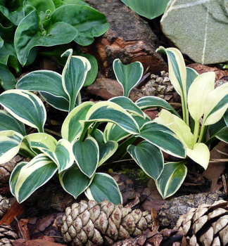 Hosta (Bohyka) FUNNY MOUSE kont. 1 l