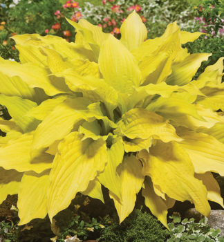 Hosta (bohyka) LIPSTICK BLONDE, kont. 1 l