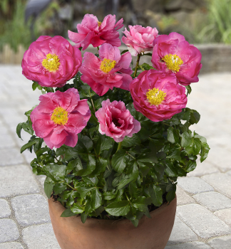 Pivoka bylinn 'ATHENS', kont. 1,5 l