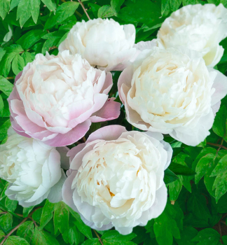 Pivoka bylinn GARDENIA kont. 1 l