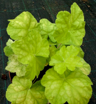 Obrzok (3)
